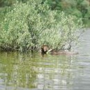 Kali poprvé musí kvůli dohledání vzorku plavat