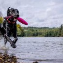 Z této části programu byla ale nejnadšenější labrador